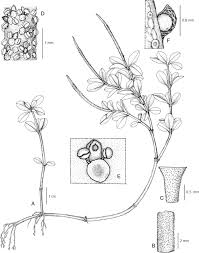 Image result for Peperomia fernandopoiana