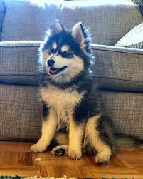Pomsky Dog Breed Information Pictures Pomeranian Husky Mix Pomsky Dog Cute Dogs And Puppies Cute Dogs