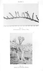 Image result for Trianthema salsoloides