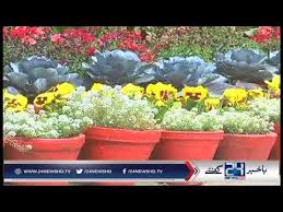 Image result for tv pakistan