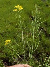Image result for Brassica rapa