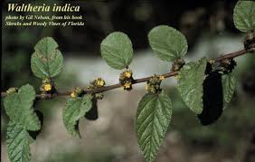 Image result for Waltheria indica