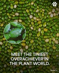 Image result for Wolffiella