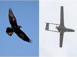 Are they from the rare winged buffalo? Watch Australia Wing Delivery Drone Attacked By Raven Mid Air