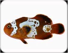 Clownfish Identification Reefers Den