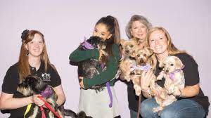 Arf's mission is to rescue animals from city animal shelters. Ariana Grande Adopts Dog From Tulsa Shelter Before Concert