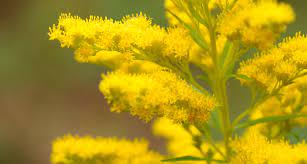 We did not find results for: Nebraska State Flower The Goldenrod Proflowers Blog