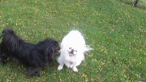 He comes home with his first puppy shots and worming. Pekingese Black White Youtube