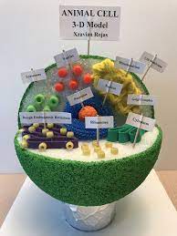 Maybe you would like to learn more about one of these? Pin On Animal Cell 7th Grade Science