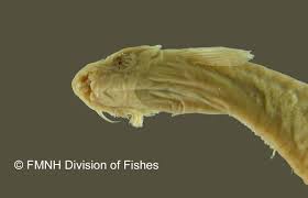 Image result for Vandellia