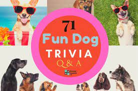 Now we have a section on dog trivia questions and answers, perfect for testing your own general knowledge about everything associated with canines. 71 Fun Dog Trivia Questions And Answers Group Games 101