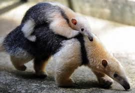 How Animal Moms Carry Their Babies Cute Baby Animals Cute Animals Baby Animals Pictures