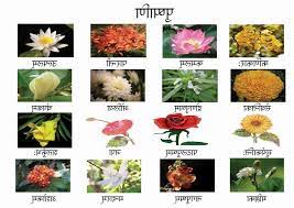 Pansy Flower Name In Sanskrit Best Flower Wallpaper
