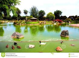 Viajar desde chile a japón! Lake Japan Garden La Serena Chile Stock Image Image Of Ducks Garden 89754821