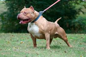 pitbull kimdir
