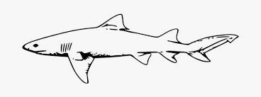 You can use our amazing online tool to color and edit the following lemon shark coloring pages. Shark Animal Sea Swim Ocean Fins Gills Dan Lemon Shark Colouring Pages Png Image Transparent Png Free Download On Seekpng
