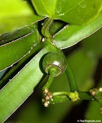Image result for Cissus quadrangularis