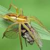 Dec 20, 2019 · brown recluses live long lives, sometimes up to 5 to 7 years. 1