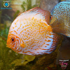 Nouvel Arrivage De Discus Regulierement Situes A Carignan Quebec Pres De Chambly Info Discusrivesud Gm Discus Aquarium Freshwater Aquarium Discus Fish