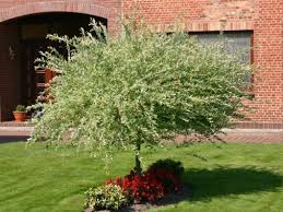 Harlekinweide Zierweide Hakuro Nishiki Salix Integra Hakuro Nishiki Japanisch Weide Harlekinweide Zierweide Pflanzen