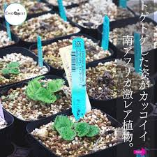 Image result for Eriospermum porphyrium