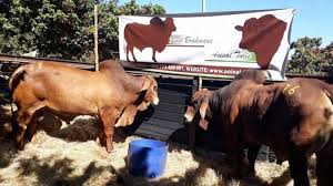 Select a category brands for sale businesses for sale cattle for sale cattle ranches for sale handmade bits, spurs & buckles hay for sale horse & cattle breeding equipment horse & livestock haulers horse auctions & sales horse properties horse. Brahman Cattle For Sale In Zimbabwe Lmac Zimbabwe Home Page 4 White Indo Brahman Cows For Sale