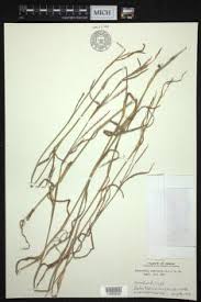 Image result for Hemarthria natans