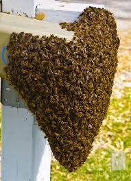 Swarm Of Bees On Mailbox 01 2008 By Dhusband On Deviantart Bee Swarm Honey Bee Swarm Bee Keeping