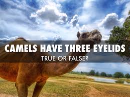 Camels live in one of the most harsh and rigid environment on earth, the desert. Libby My Facts By Libby F