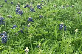 Residents Encouraged To Stay Safe With Bluebonnet Season Princeton