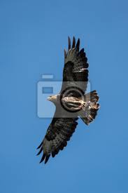 Cette situation devient préoccupante car les busards, ainsi que l'ensemble des espèces liées aux espaces agricoles de plaine, régressent sous l'impact de l'intensification agricole. Gemeiner Bussard Bussard Vogel Mit Beute Fototapete Fototapeten Greifvogel Flugel Gemeinsam Myloview De