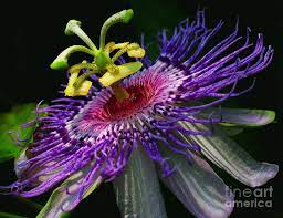 Passion Flower By Douglas Stucky