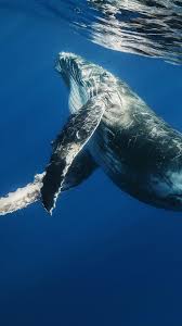 640×480, 800×600 (4 outer space wallpaper (70 wallpapers). Wallpaper Whale Swimming Underwater Water Data Humpback Whale Wallpaper Iphone 1080x1920 Download Hd Wallpaper Wallpapertip