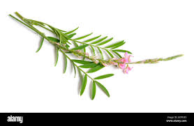 Image result for Crotalaria onobrychis