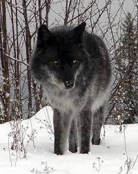 Black Wolf Oh Wolf Dog Wolf World Wolf Photos
