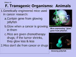In other words, when you buy a gmo apple, the only thing that has been done to that apple is either turning off a gene or turning one on! Genetic Engineering Unit Chapter Ppt Download
