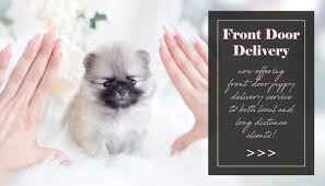 Are there any micro teacup pomeranian puppies for sale near me? Toy Teacup Puppies For Sale Teacups Puppies And Boutique