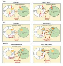 We did not find results for: Cell Autonomous And Non Autonomous Functions Of Plant Intracellular Immune Receptors In Stomatal Defense And Apoplastic Defense