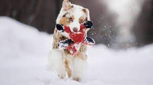 Check spelling or type a new query. Best Dog Toys For Australian Shepherds Ratings Reviews Top Picks