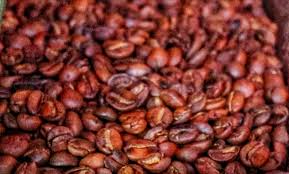 Petani bijak cara merawat kopi arabika, management pemupukan dan perawatan budidaya kopi arabika, cara merawat tanaman kopi umur 2 tahun agar berbuah lebat dan subur bersama petani. Satunusa Co Nikmatnya Kopi Organik Sajang