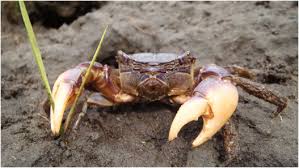 Image result for Sarcocornia decumbens