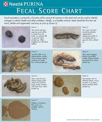 Cat Poop Color Chart World Of Template Format With Cat