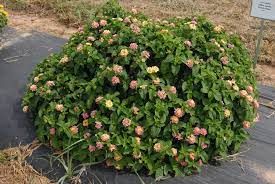 Maybe you would like to learn more about one of these? Lantana Camara Common Lantana Lantana Red Sage Shrub Verbena Yellow Sage North Carolina Extension Gardener Plant Toolbox