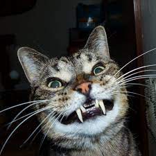 Pin On Cats And Kittens