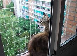 30 junio 2008actualizado 30 junio 2008, 09:27. Como Proteger A Tu Gato De Las Caidas Desde Ventanas Sos Felinos Madrid