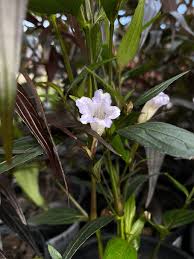 Image result for Strobilanthes anisophylla
