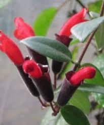 We did not find results for: Jual Tanaman Lipstik Lipstick Plant Bibitbunga Com