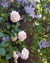 The Rose Awakening Mingling With Clematis Prince Charles Such A Charming Couple Garden Roses Clematis Tuin Roze Blauw Idee