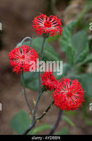 Image result for Emilia abyssinica