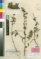 Image result for Cleistanthus schlechteri